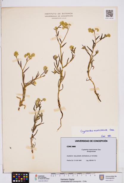 Cryptantha marticorenae [Espécimen: ]