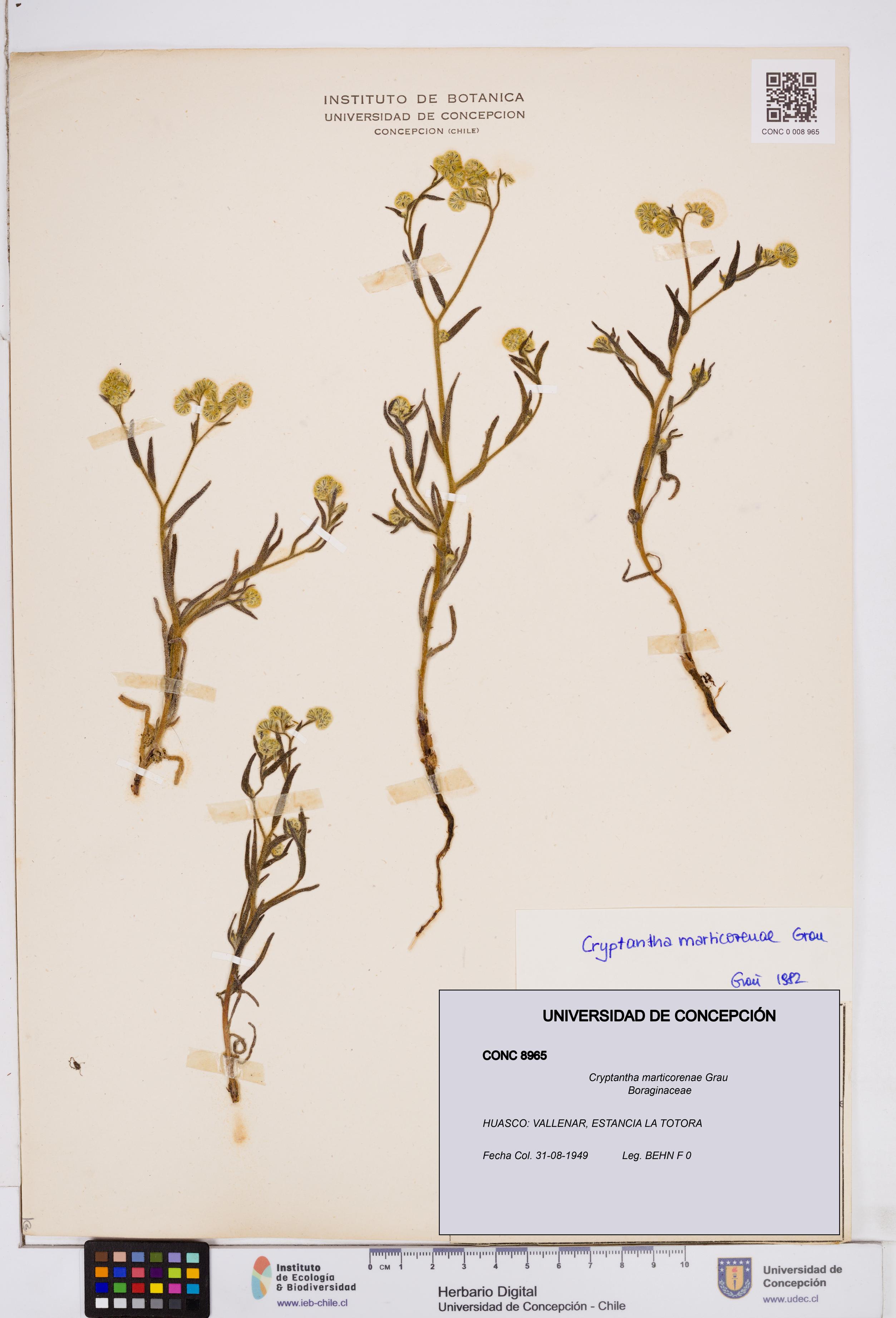 Cryptantha marticorenae [Espécimen: ]