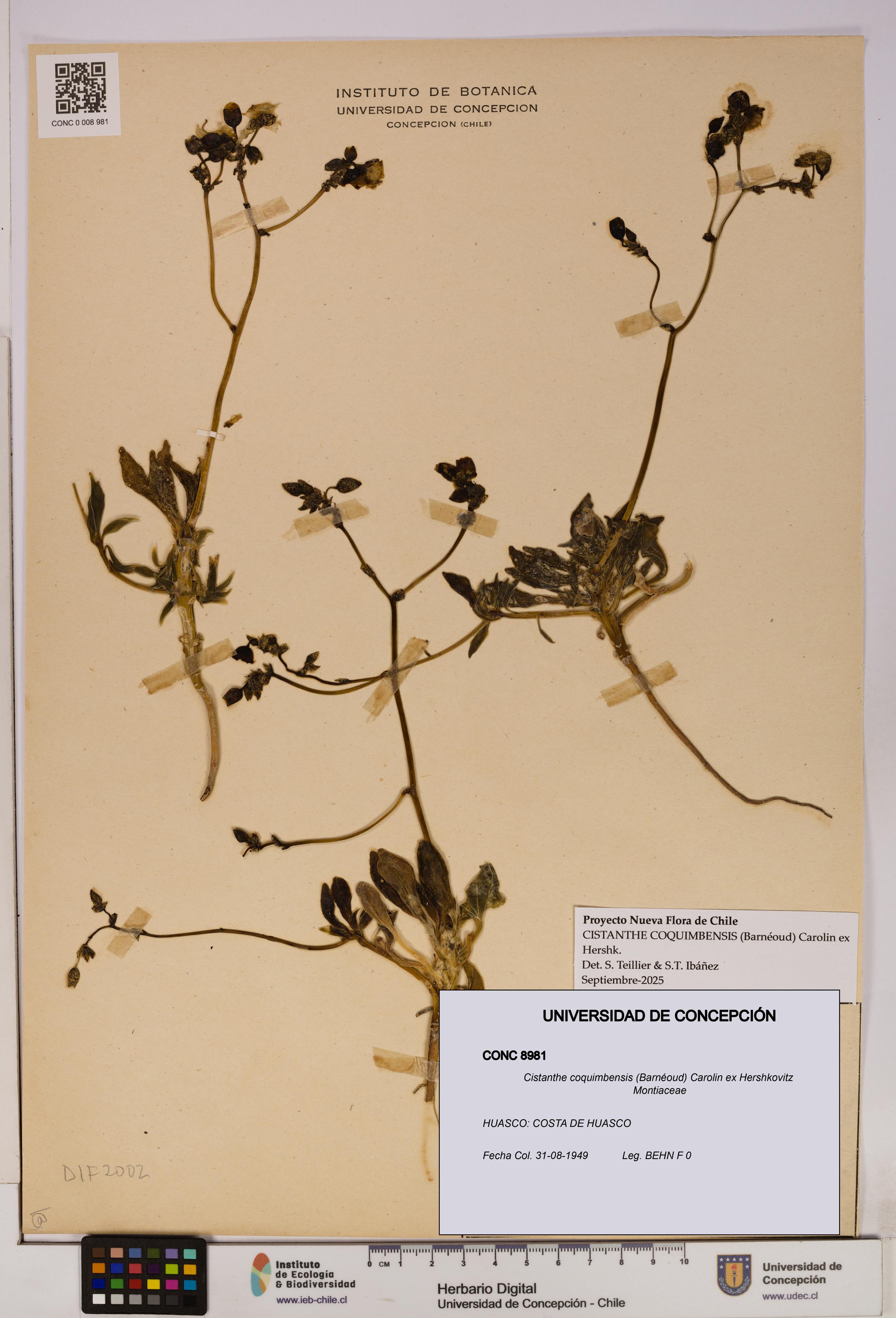 Cistanthe coquimbensis [Espécimen: UDEC:CONC:0008981]