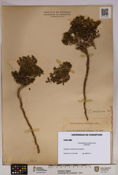 Cruckshanksia montiana [Espécimen: UDEC:CONC:0008983]