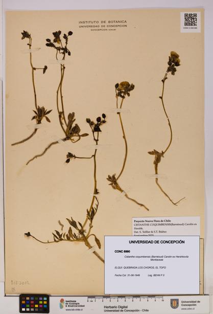 Cistanthe coquimbensis [Espécimen: UDEC:CONC:0008990]