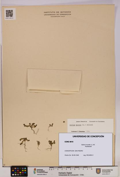 Galium murale [Espécimen: UDEC:CONC:0009015]