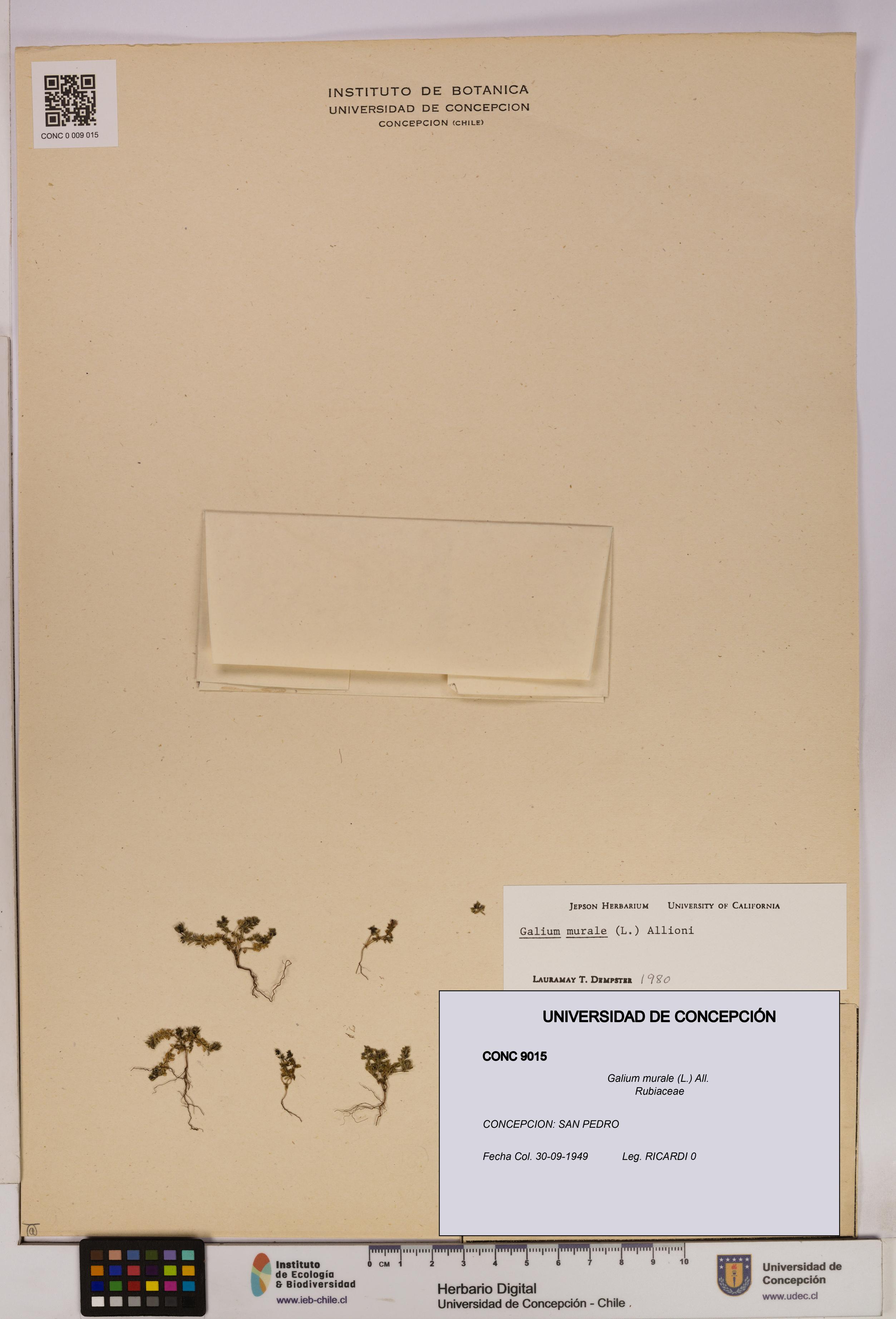 Galium murale [Espécimen: UDEC:CONC:0009015]