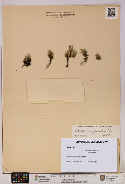 Chevreulia pusilla [Espécimen: UDEC:CONC:0009017]