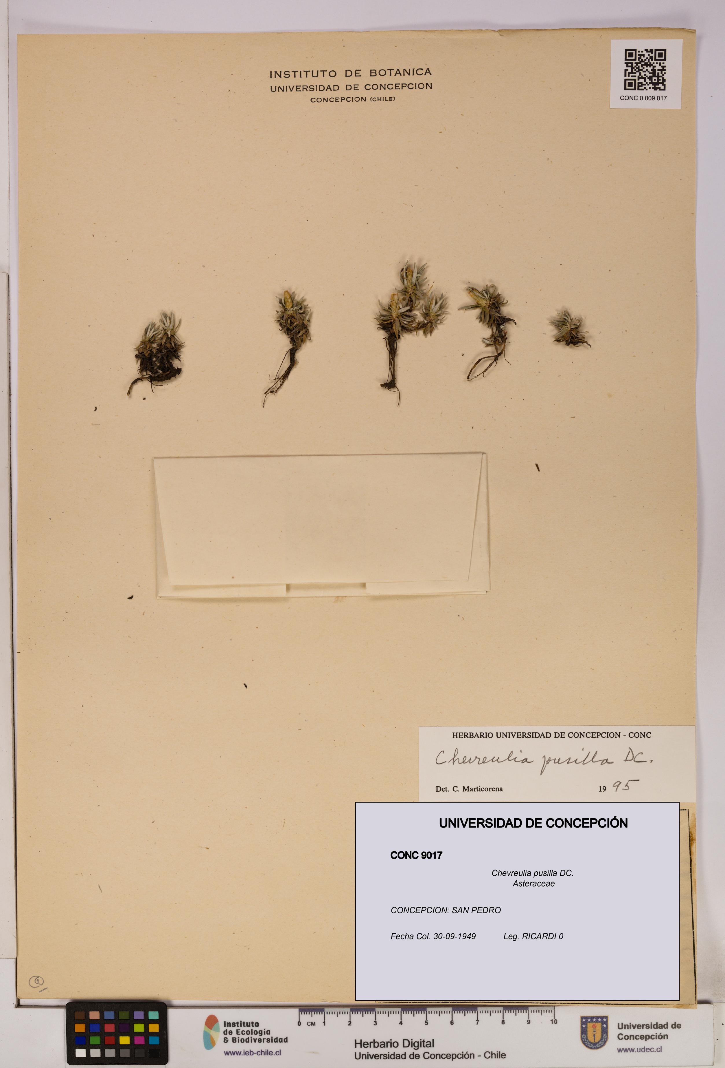 Chevreulia pusilla [Espécimen: UDEC:CONC:0009017]