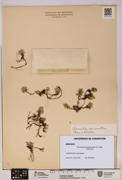 Chevreulia sarmentosa [Espécimen: UDEC:CONC:0009019]