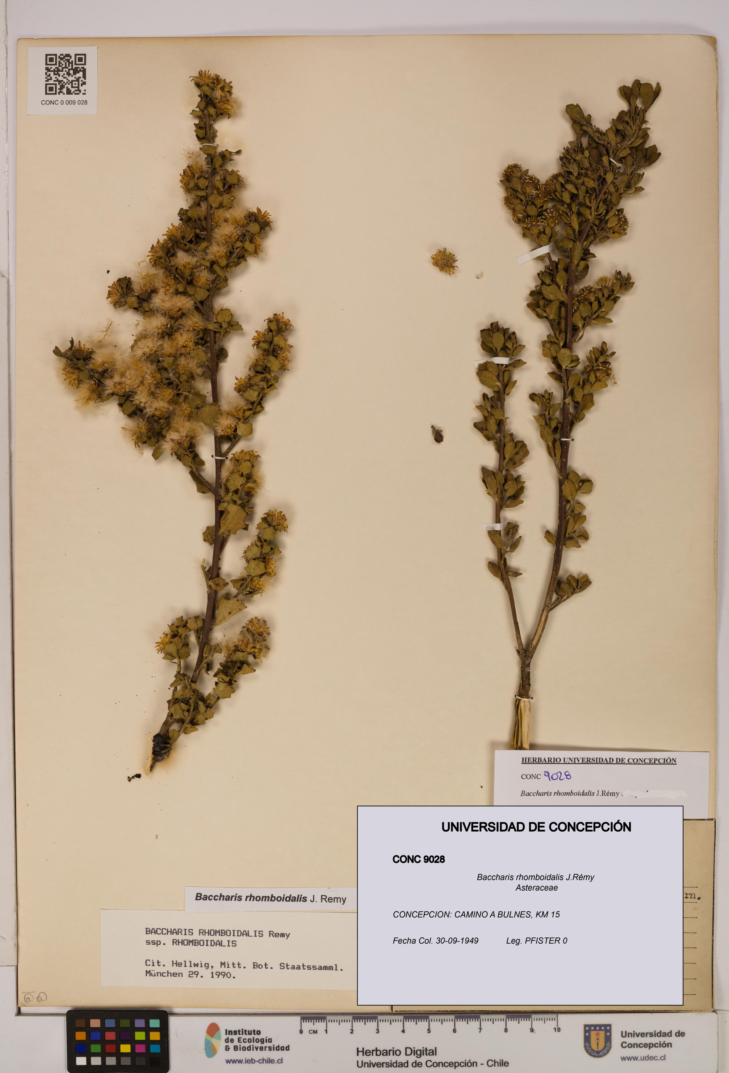 Baccharis rhomboidalis [Espécimen: UDEC:CONC:0009028]