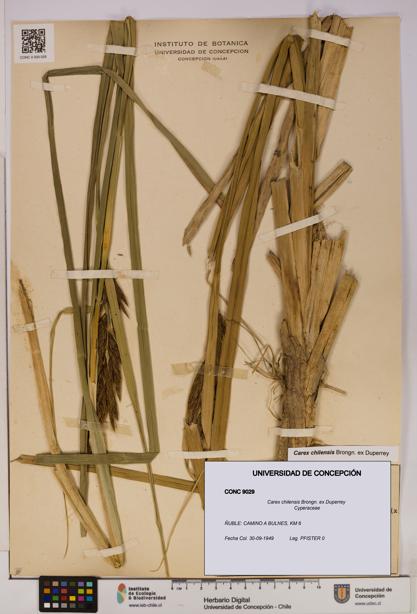 Carex chilensis [Espécimen: UDEC:CONC:0009029]