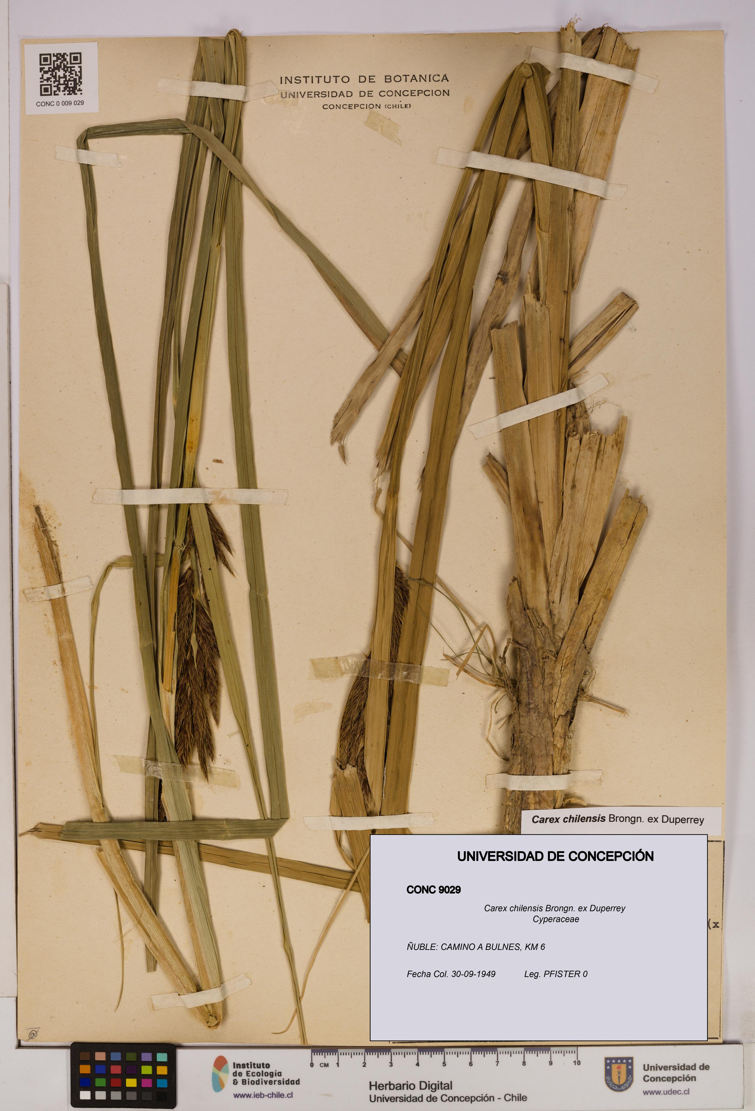 Carex chilensis [Espécimen: UDEC:CONC:0009029]