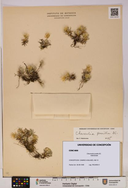 Chevreulia pusilla [Espécimen: UDEC:CONC:0009030]