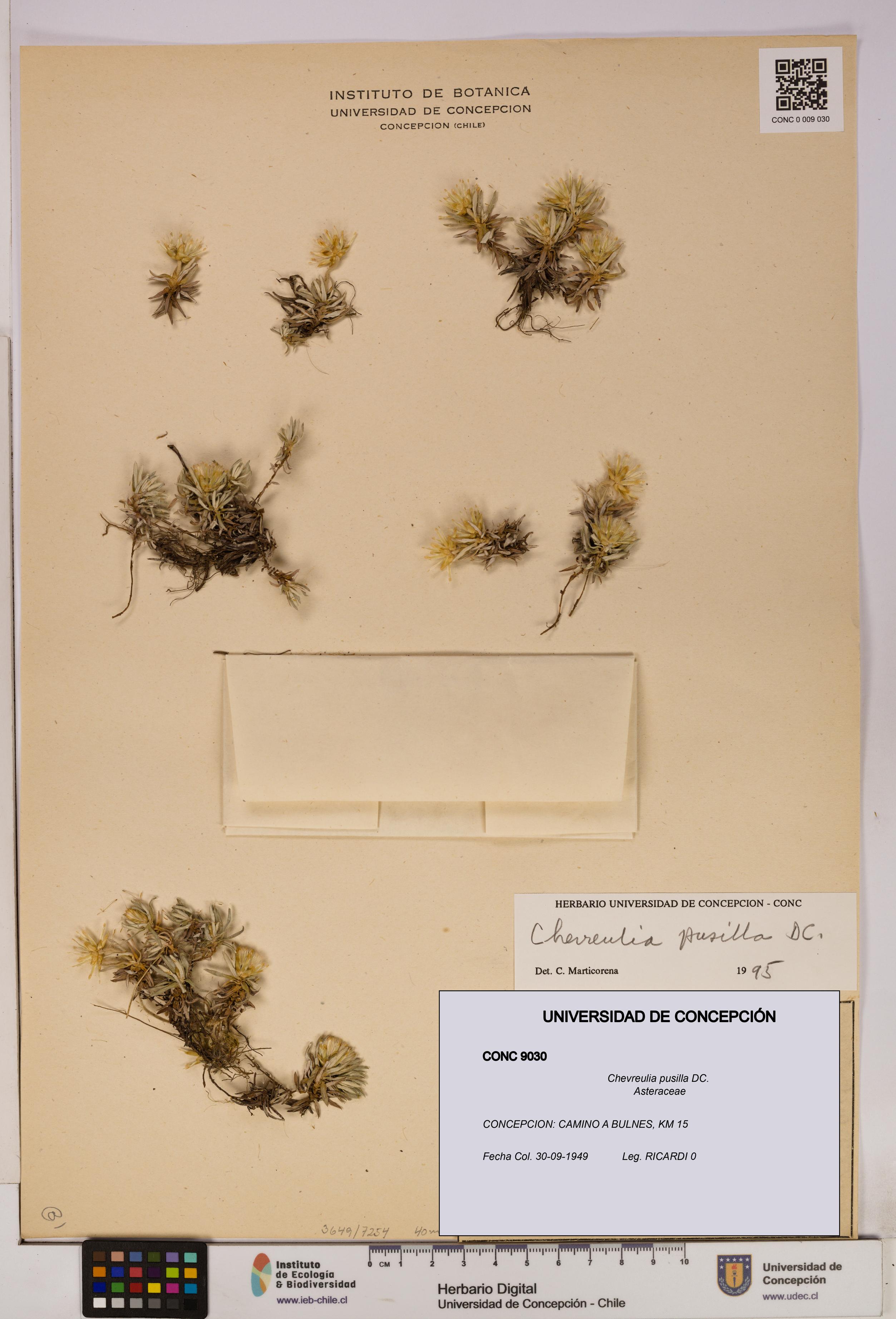 Chevreulia pusilla [Espécimen: UDEC:CONC:0009030]