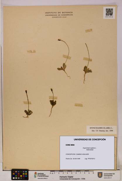 Hypochaeris glabra [Espécimen: UDEC:CONC:0009034]