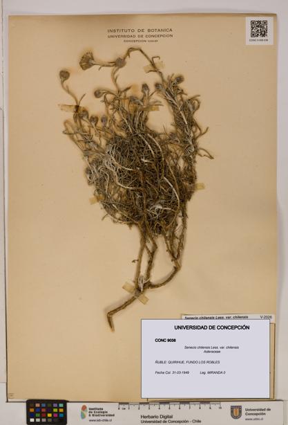 Senecio chilensis var. chilensis [Espécimen: UDEC:CONC:0009038]