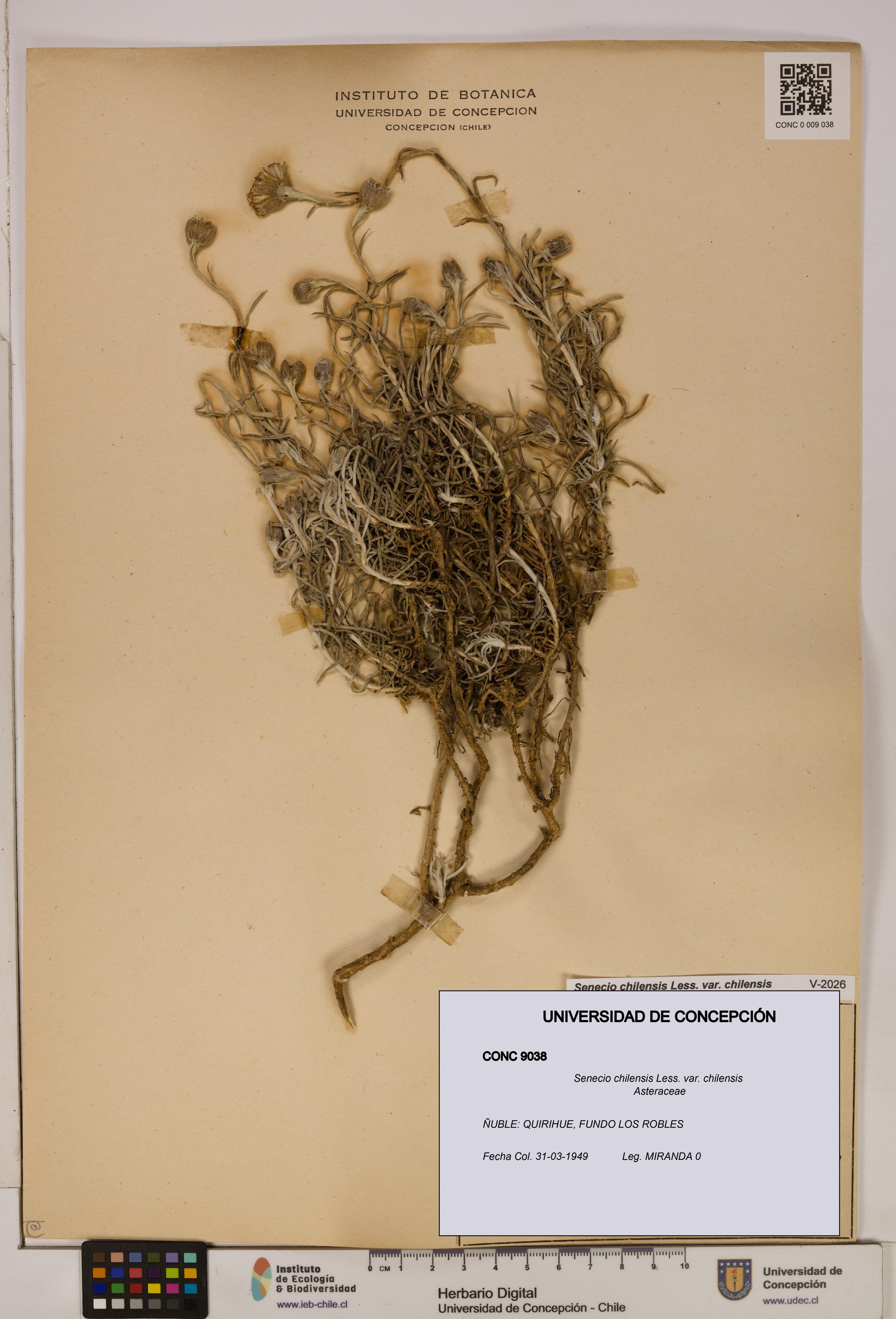 Senecio chilensis var. chilensis [Espécimen: UDEC:CONC:0009038]