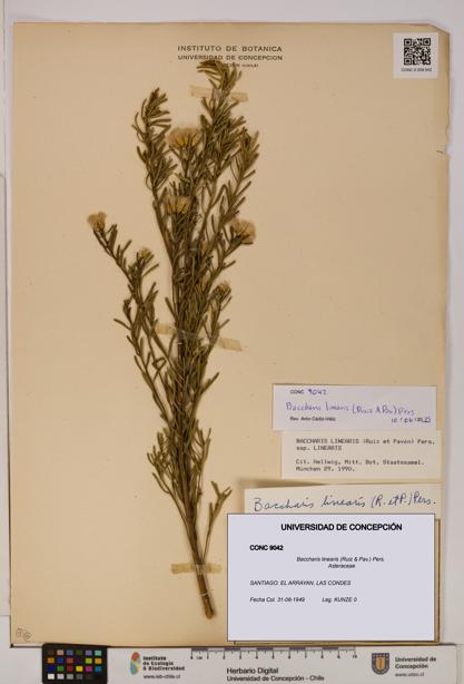 Baccharis linearis [Espécimen: UDEC:CONC:0009042]