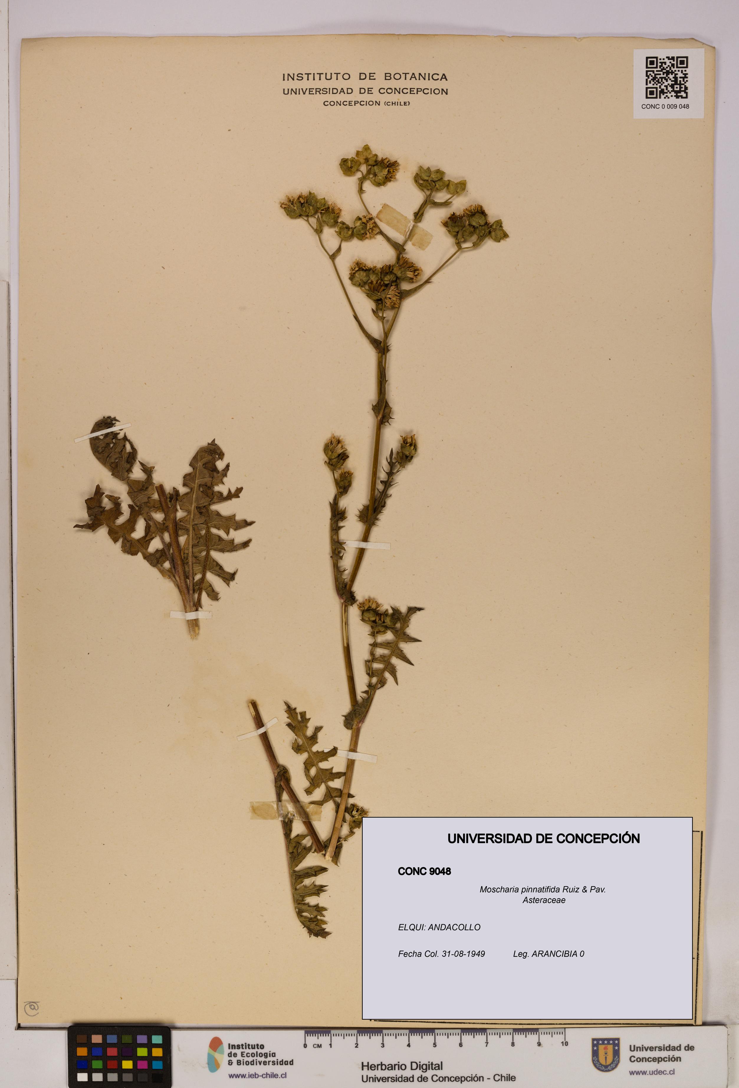 Moscharia pinnatifida [Espécimen: UDEC:CONC:0009048]