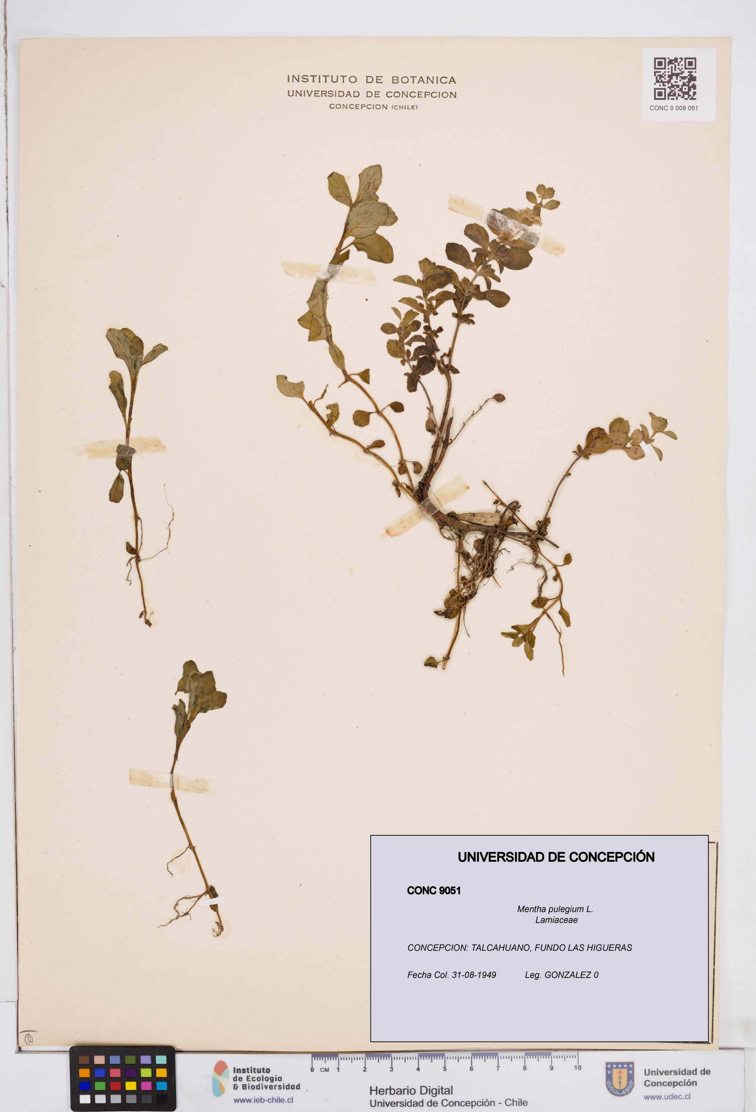 Mentha pulegium [Espécimen: ]