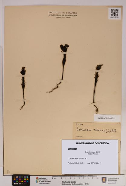 Bellardia trixago [Espécimen: UDEC:CONC:0009054]