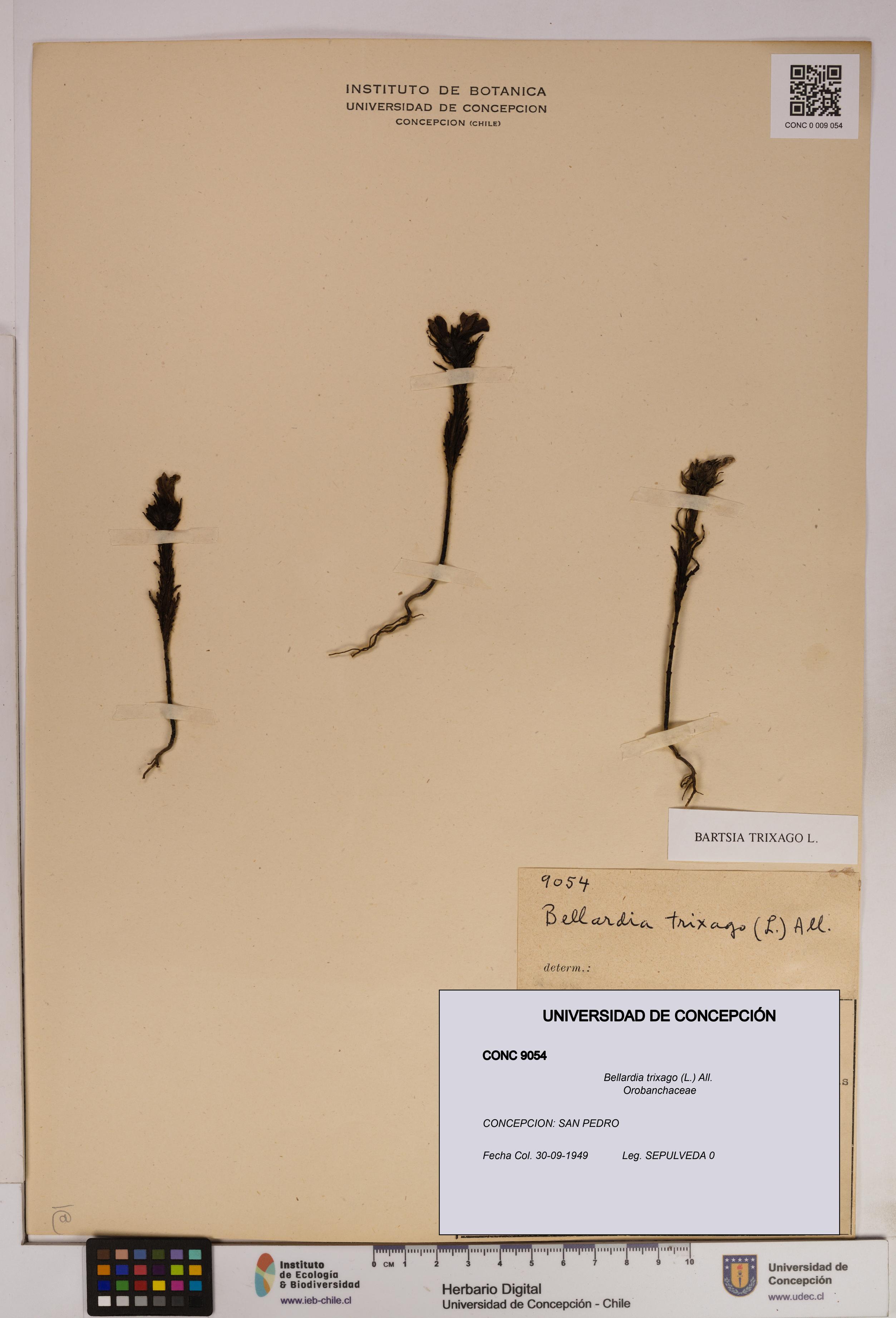 Bellardia trixago [Espécimen: UDEC:CONC:0009054]