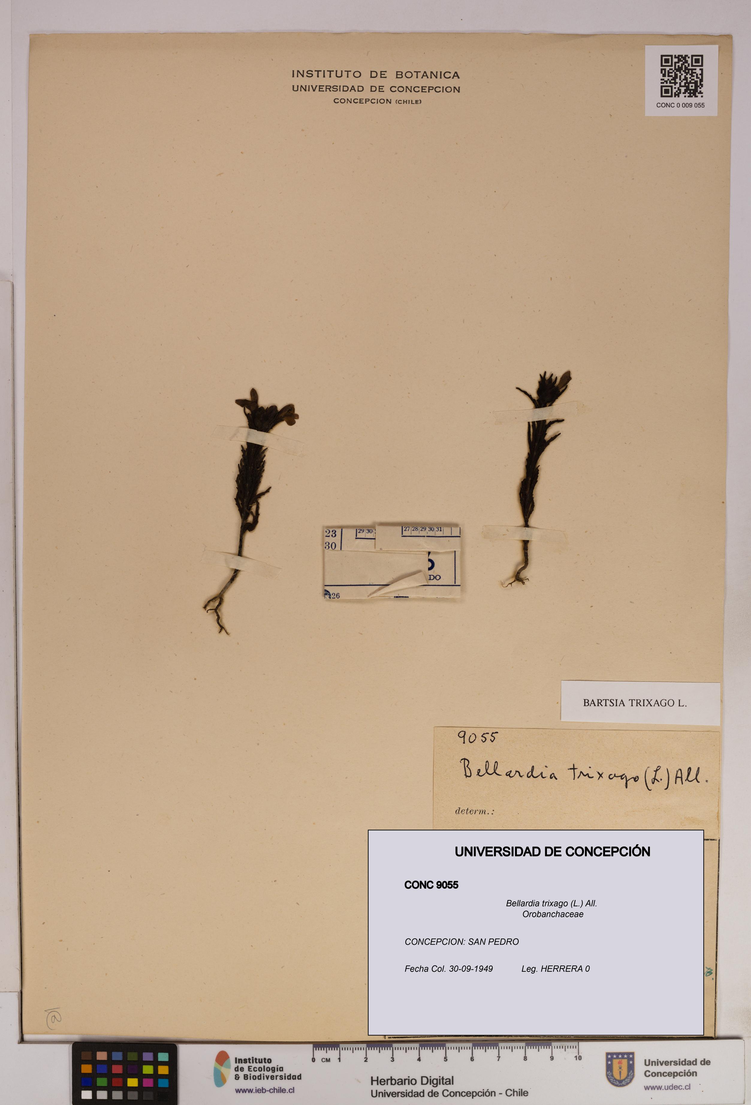 Bellardia trixago [Espécimen: UDEC:CONC:0009055]