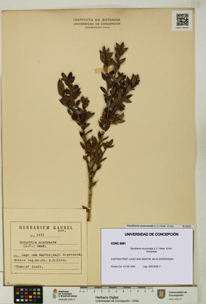 Gaultheria mucronata [Espécimen: UDEC:CONC:0009061]