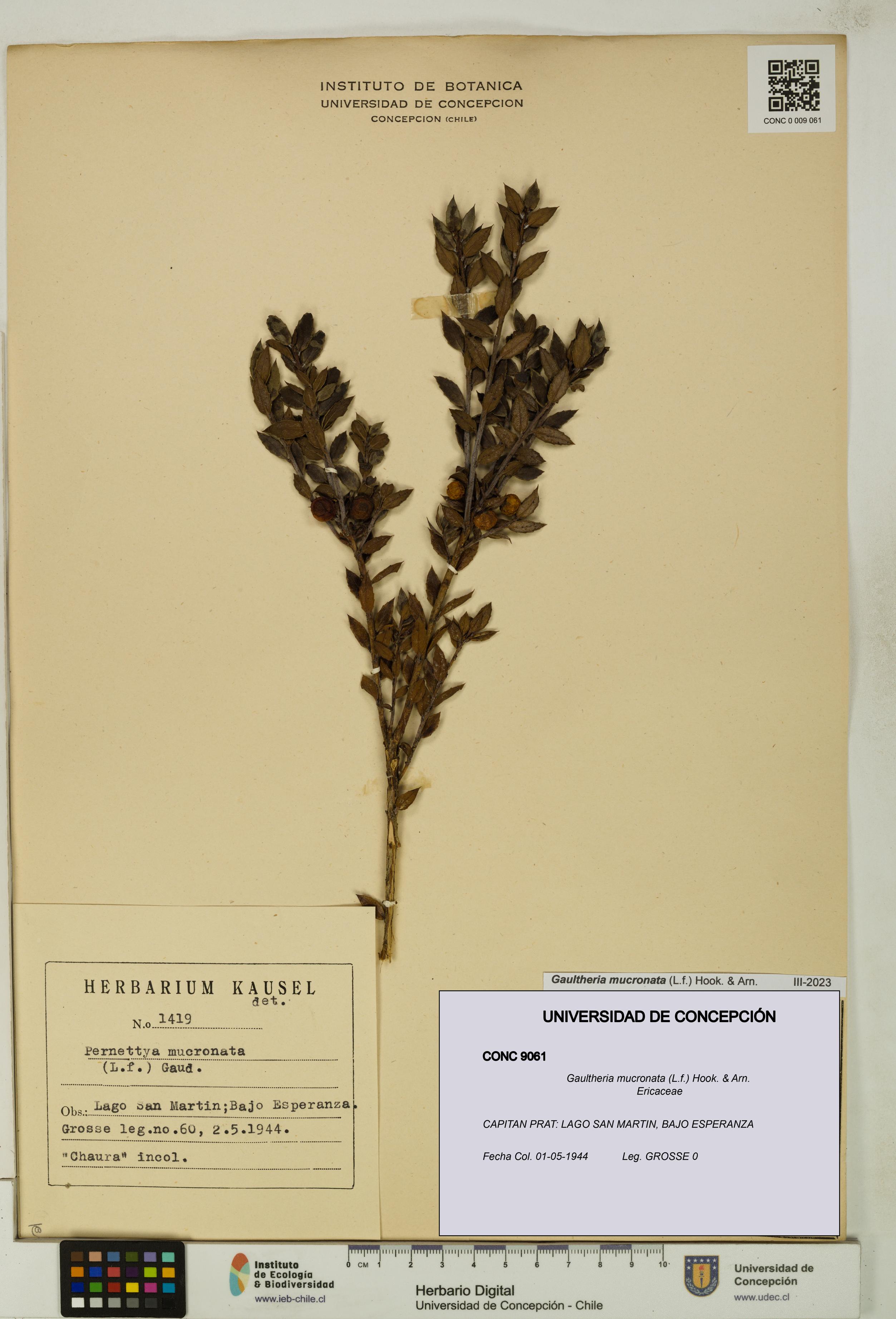 Gaultheria mucronata [Espécimen: UDEC:CONC:0009061]