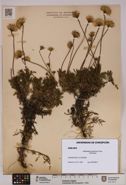 Haplopappus glutinosus [Espécimen: UDEC:CONC:0009070]