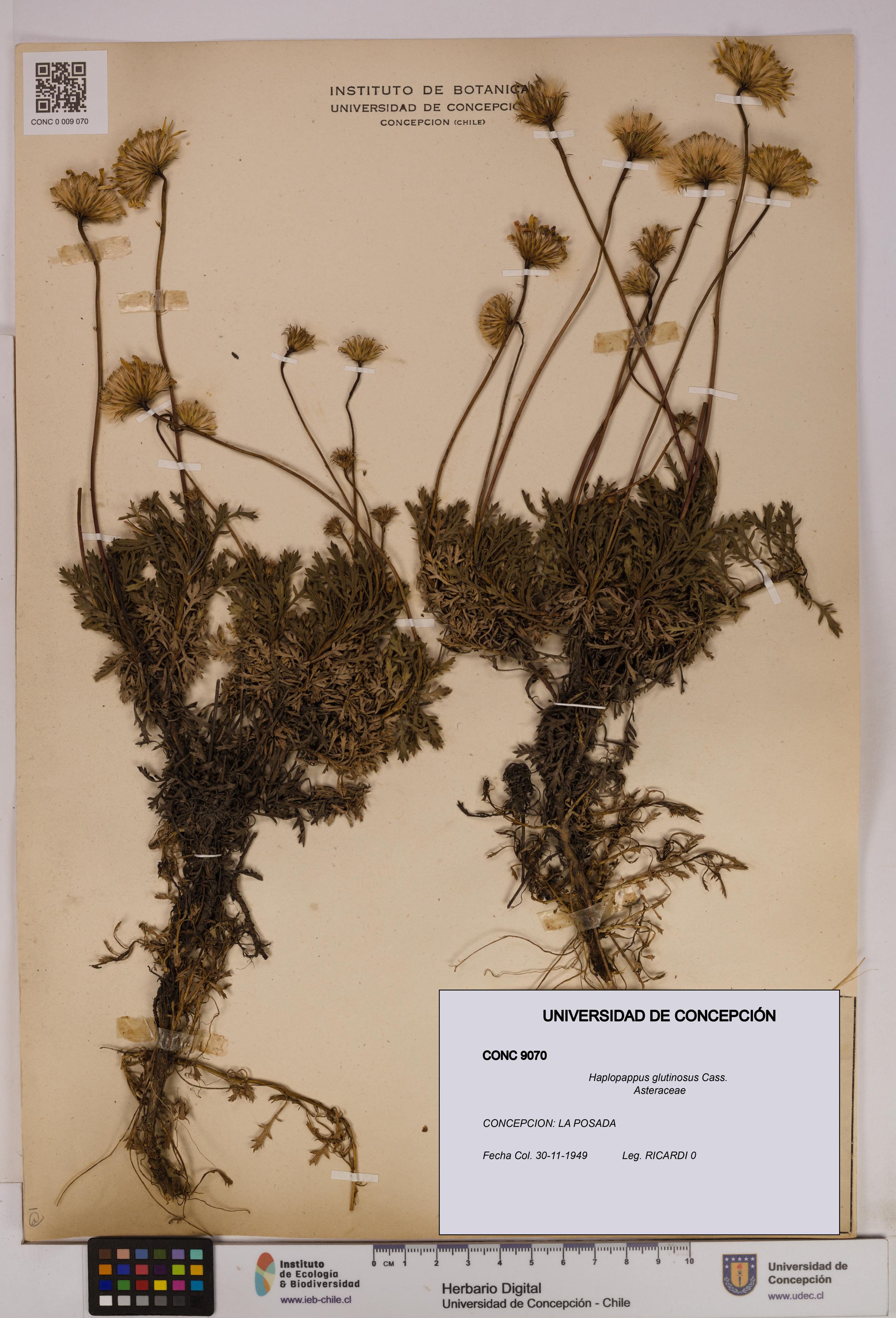 Haplopappus glutinosus [Espécimen: UDEC:CONC:0009070]