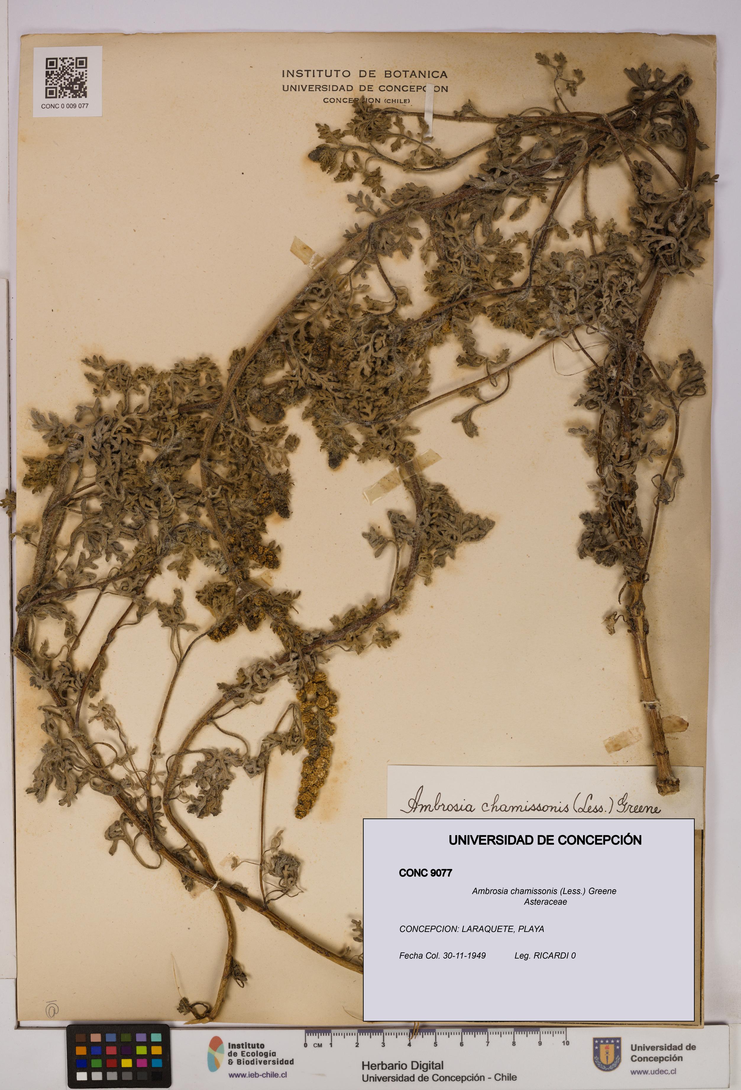 Ambrosia chamissonis [Espécimen: UDEC:CONC:0009077]