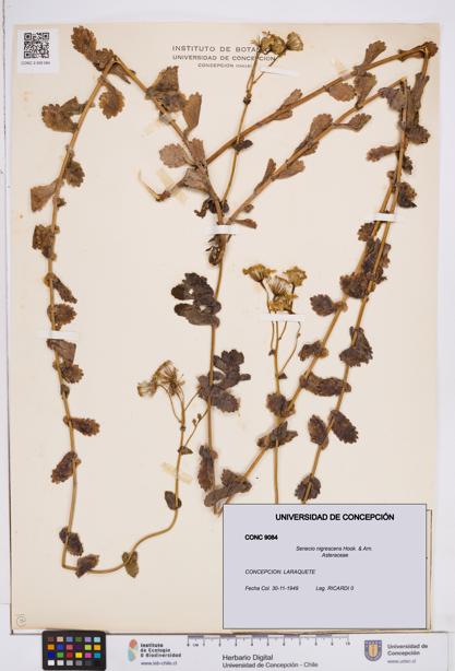 Senecio nigrescens [Espécimen: ]