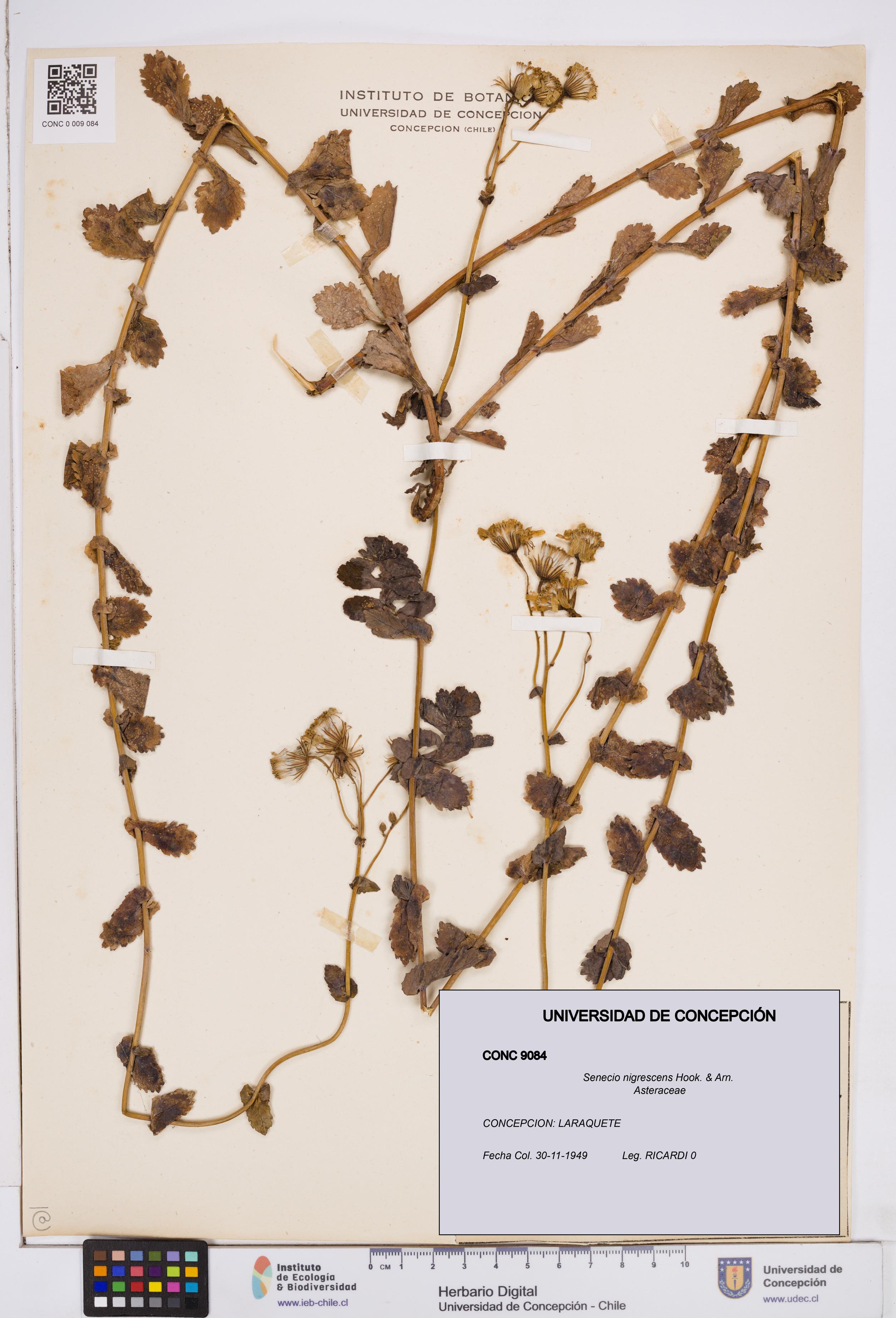 Senecio nigrescens [Espécimen: ]