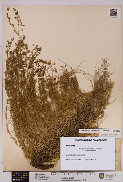 Spergularia villosa [Espécimen: UDEC:CONC:0009086]