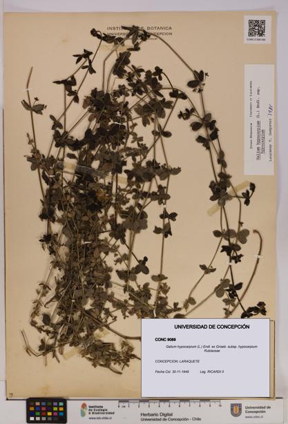 Galium hypocarpium subsp. hypocarpium [Espécimen: UDEC:CONC:0009089]