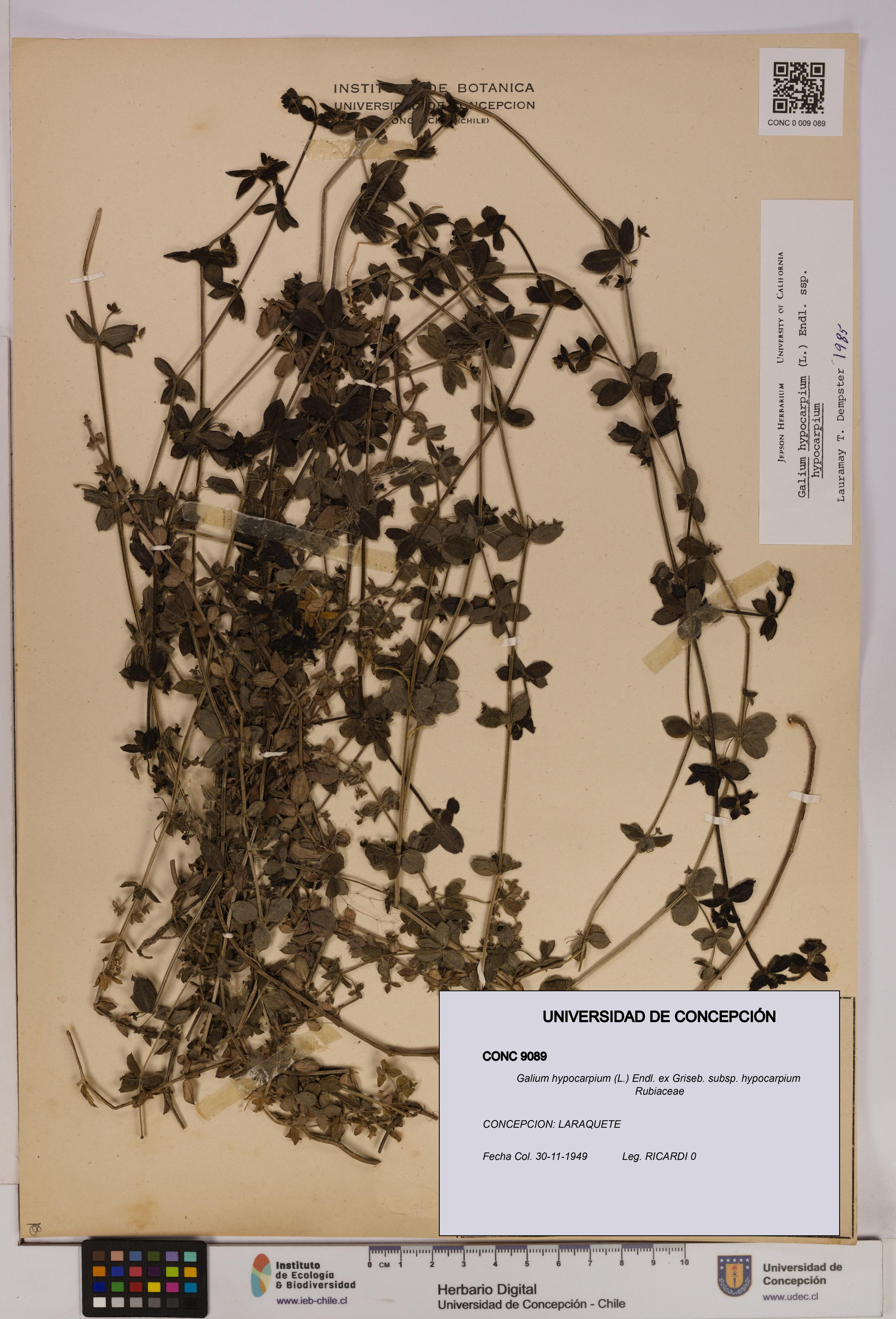 Galium hypocarpium subsp. hypocarpium [Espécimen: UDEC:CONC:0009089]