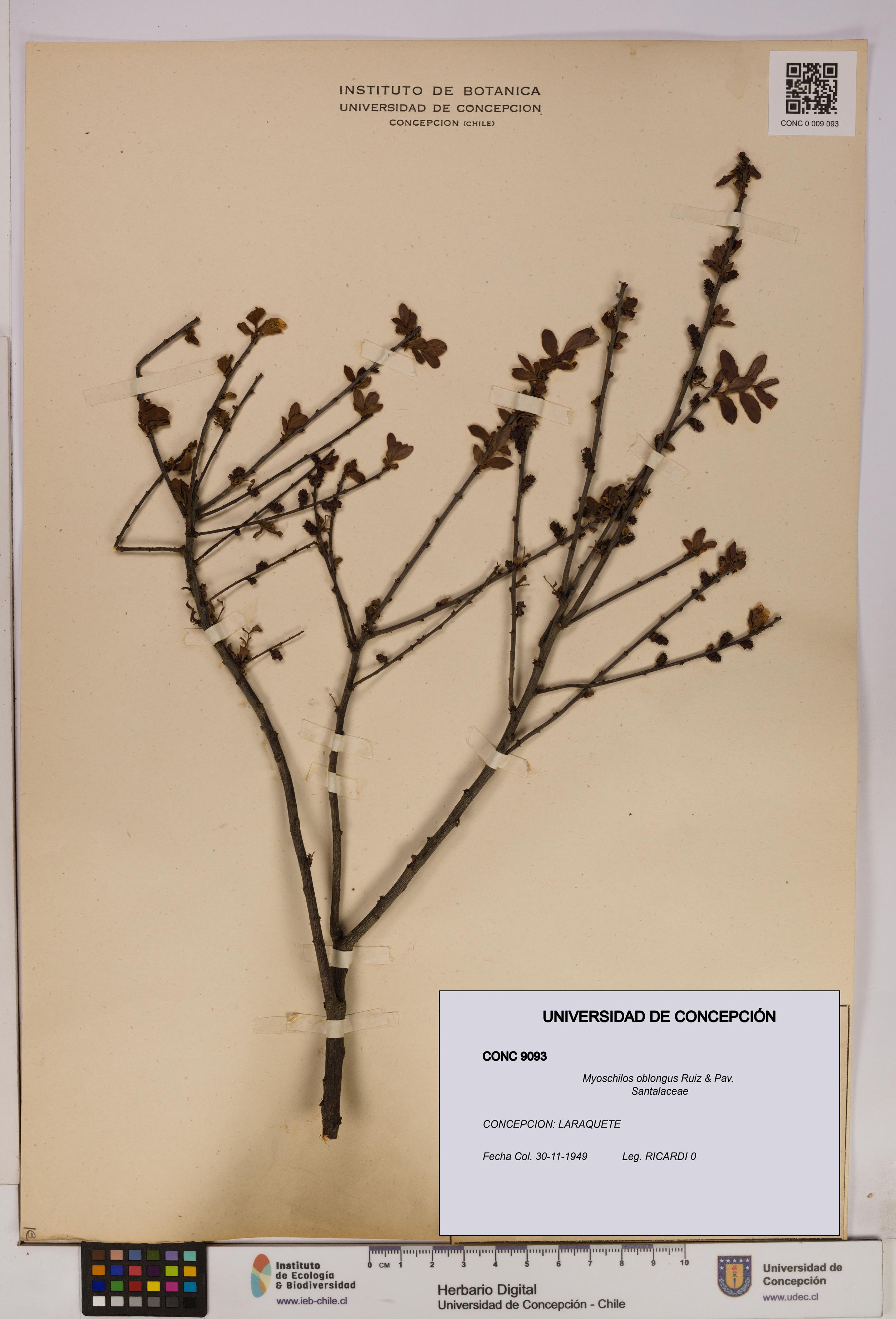 Myoschilos oblongus [Espécimen: UDEC:CONC:0009093]