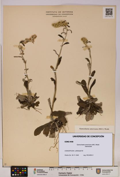 Gamochaeta americana [Espécimen: UDEC:CONC:0009100]