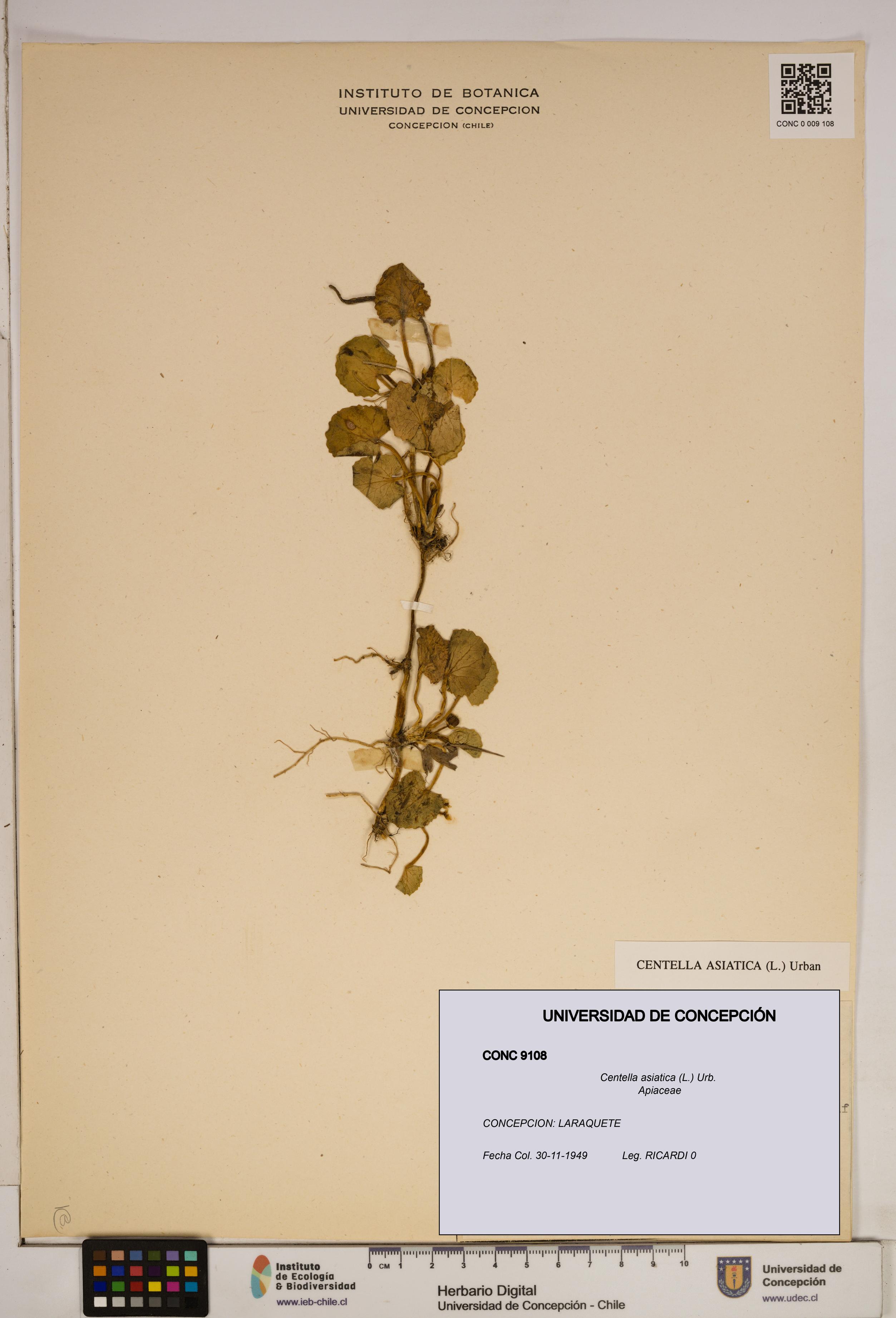 Centella asiatica [Espécimen: ]