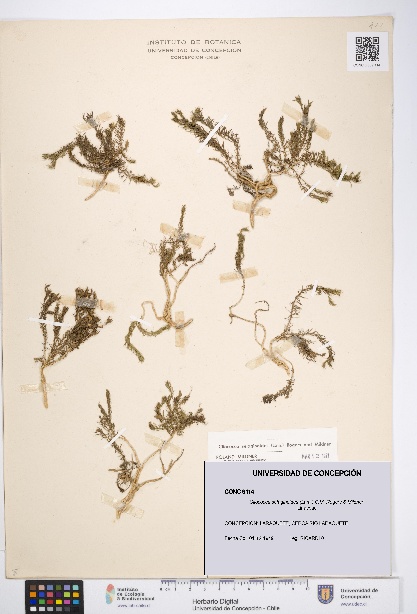 Cliococca selaginoides [Espécimen: UDEC:CONC:0009114]