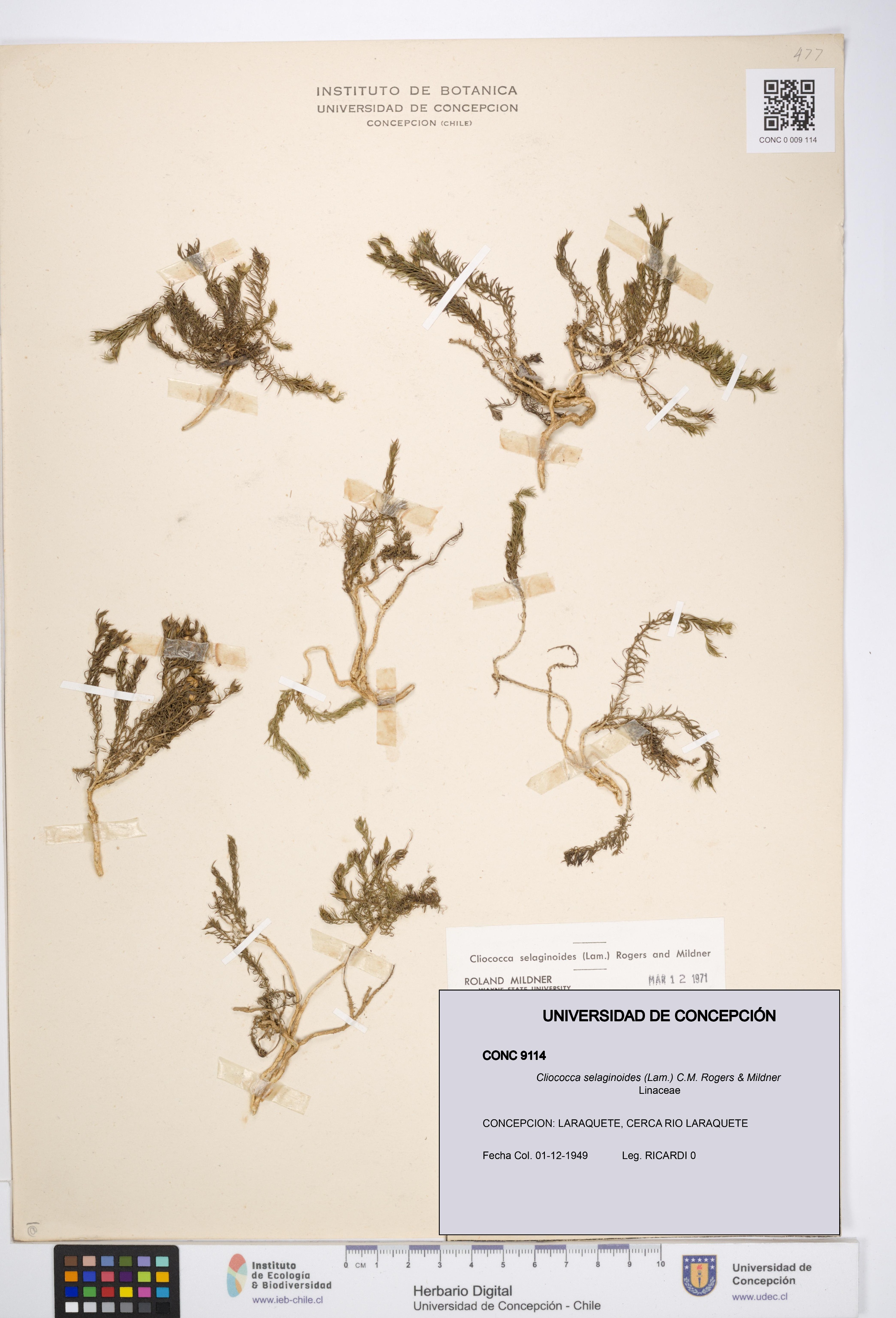Cliococca selaginoides [Espécimen: UDEC:CONC:0009114]