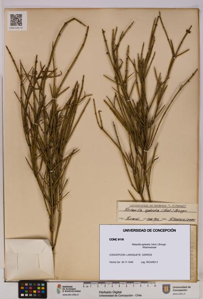Retanilla ephedra [Espécimen: UDEC:CONC:0009116]