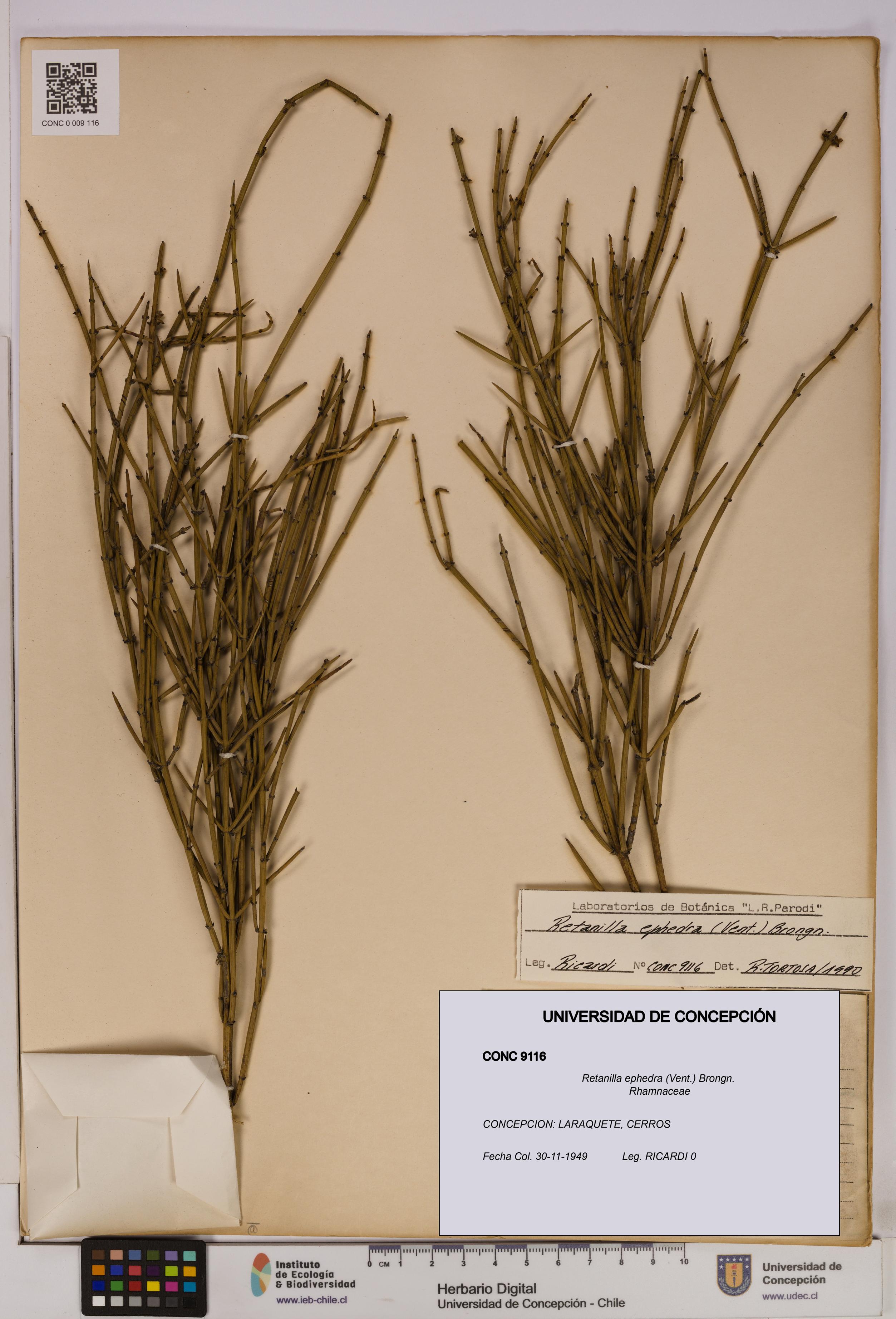 Retanilla ephedra [Espécimen: UDEC:CONC:0009116]