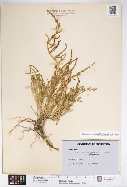 Sarcocornia neei [Espécimen: UDEC:CONC:0009126]