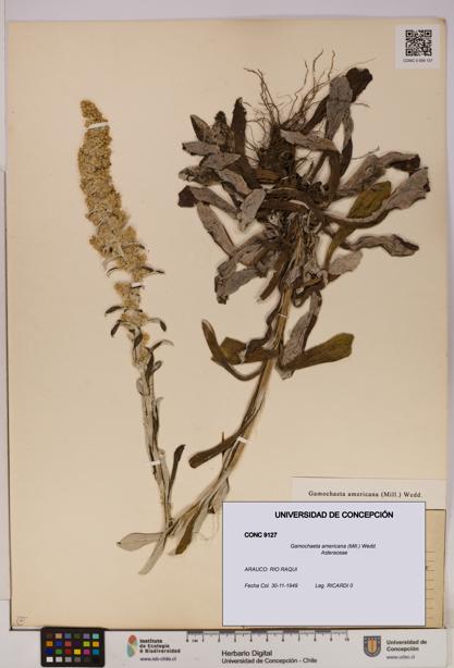 Gamochaeta americana [Espécimen: UDEC:CONC:0009127]