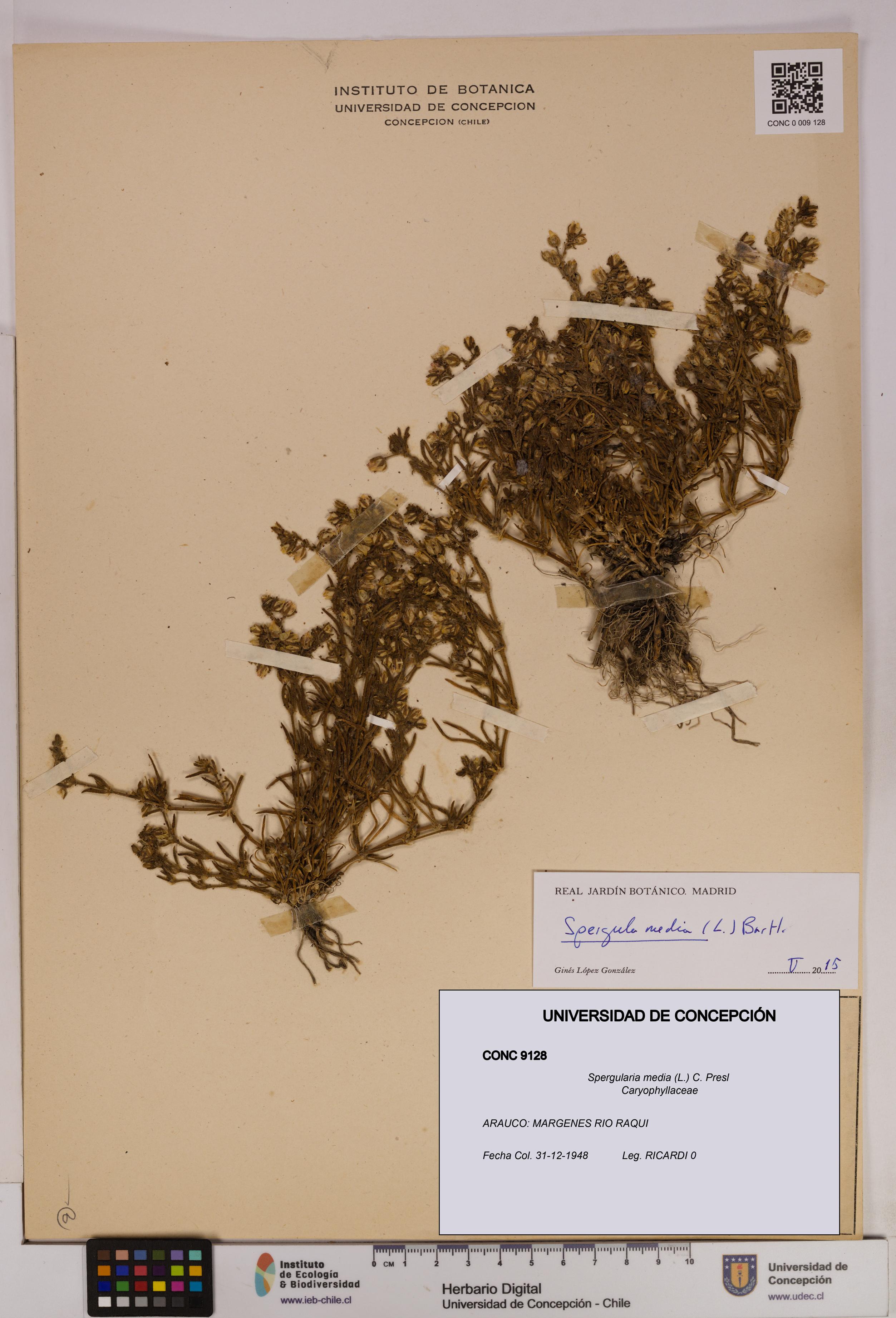 Spergularia media [Espécimen: UDEC:CONC:0009128]