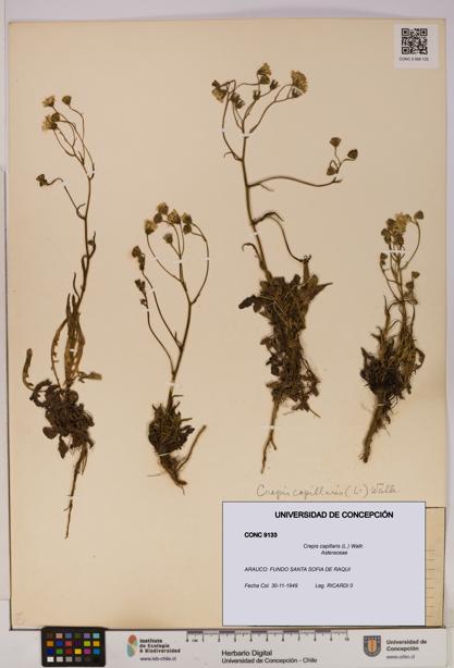 Crepis capillaris [Espécimen: UDEC:CONC:0009133]