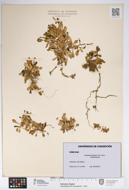 Goodenia radicans [Espécimen: UDEC:CONC:0009143]