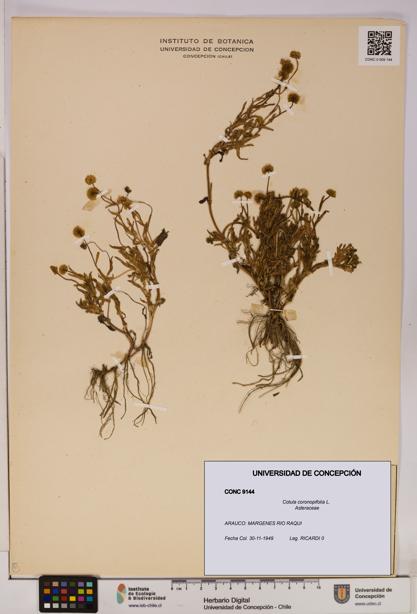 Cotula coronopifolia [Espécimen: UDEC:CONC:0009144]