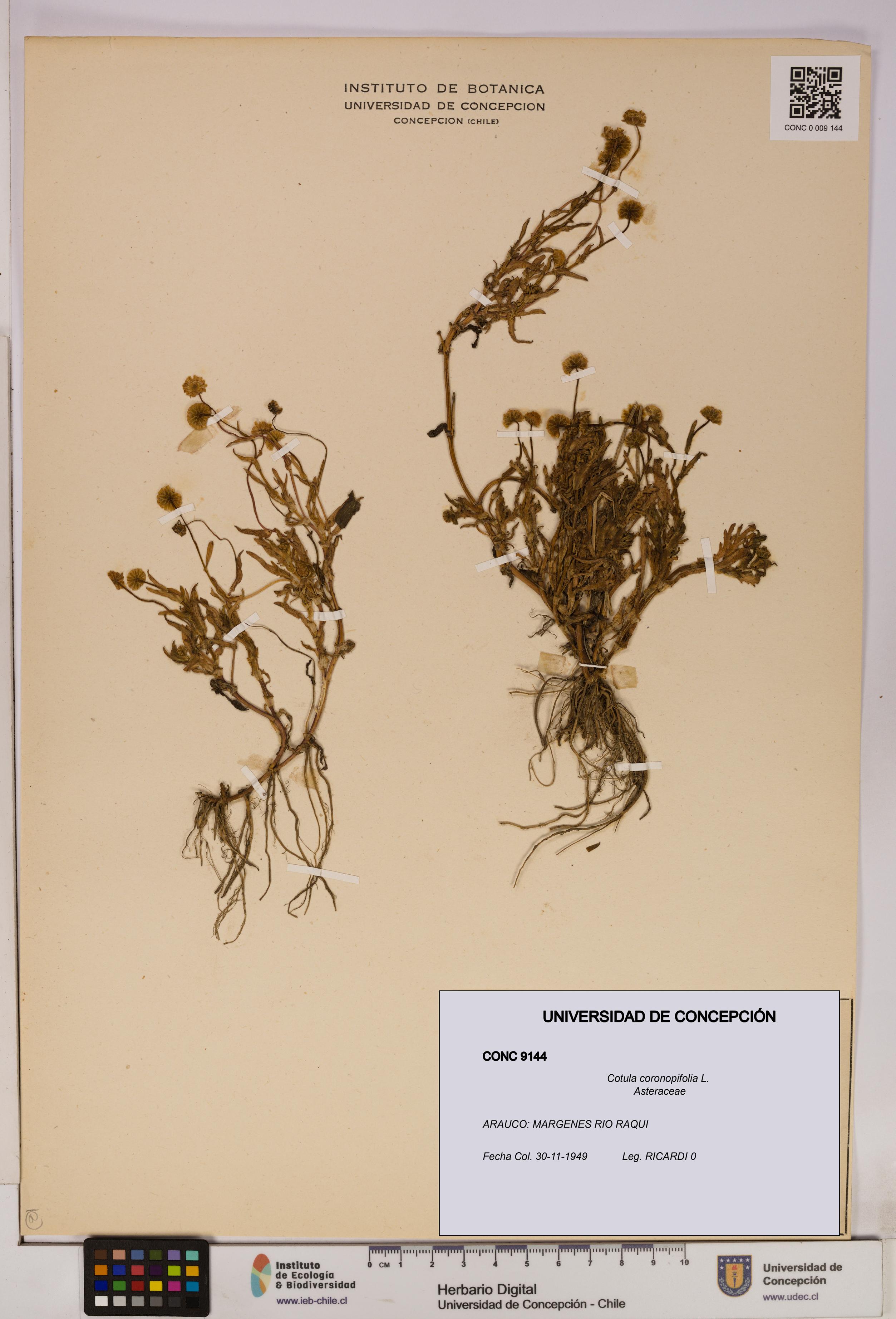 Cotula coronopifolia [Espécimen: UDEC:CONC:0009144]