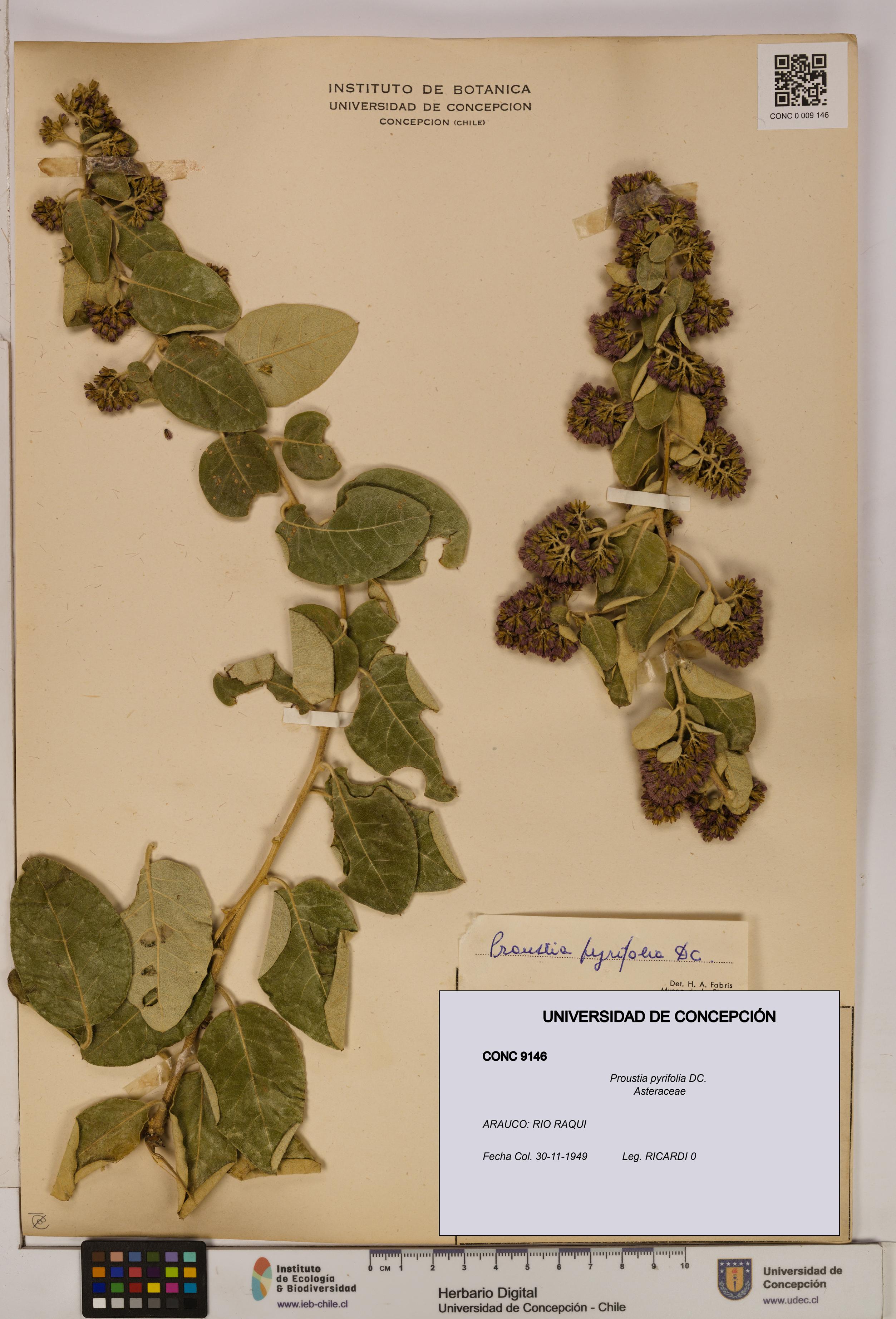 Proustia pyrifolia [Espécimen: UDEC:CONC:0009146]