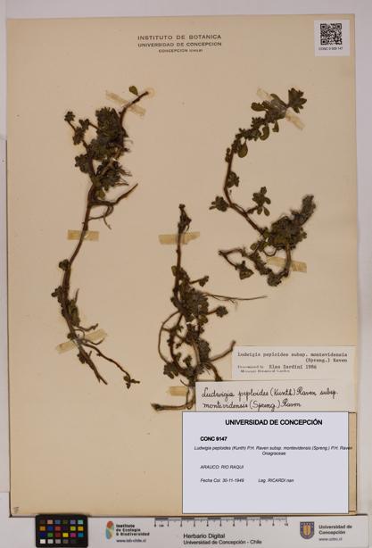 Ludwigia peploides [Espécimen: UDEC:CONC:0009147]